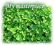 Clover